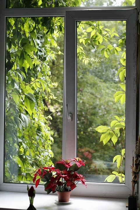The houseplant