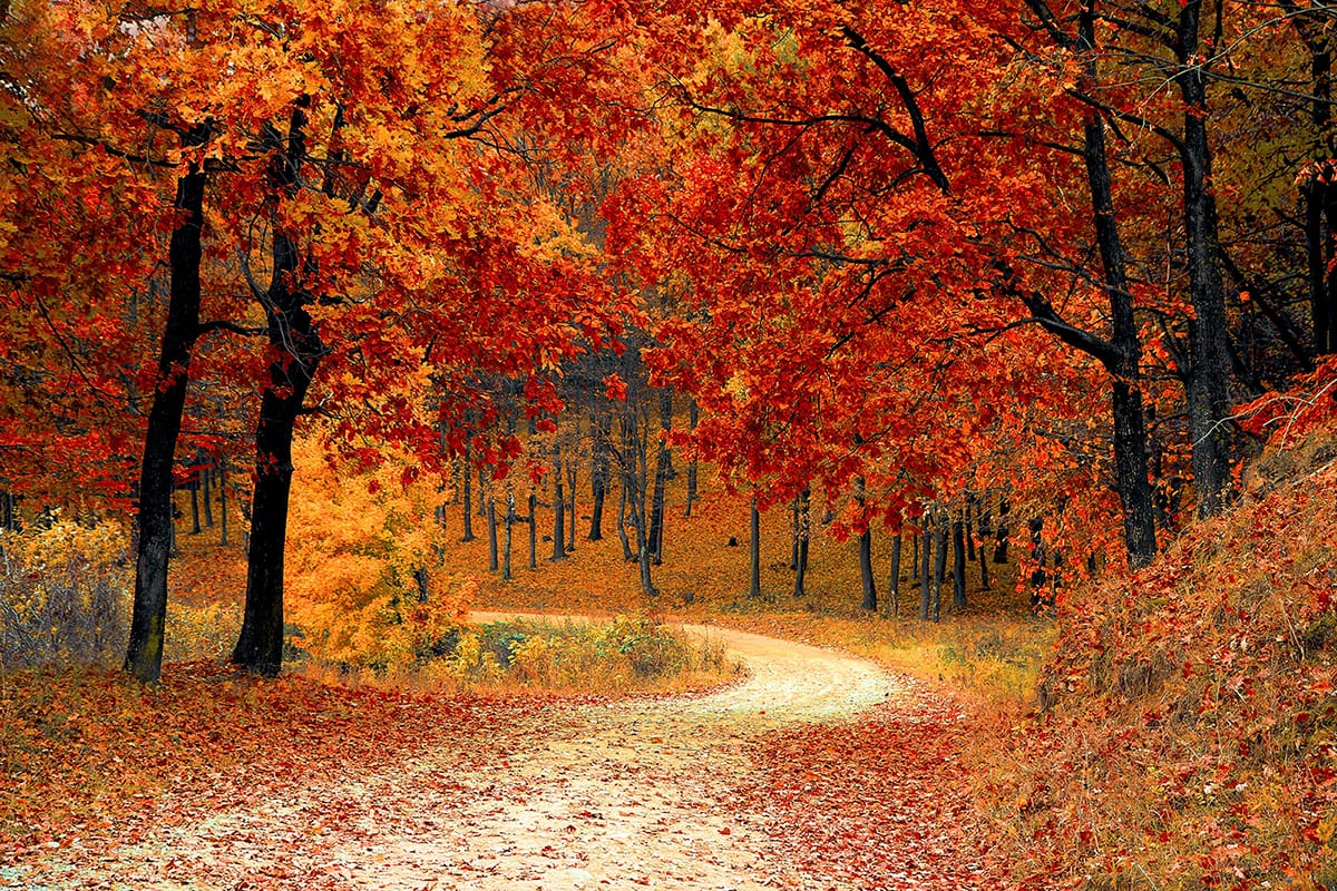 Bring the autumn inside