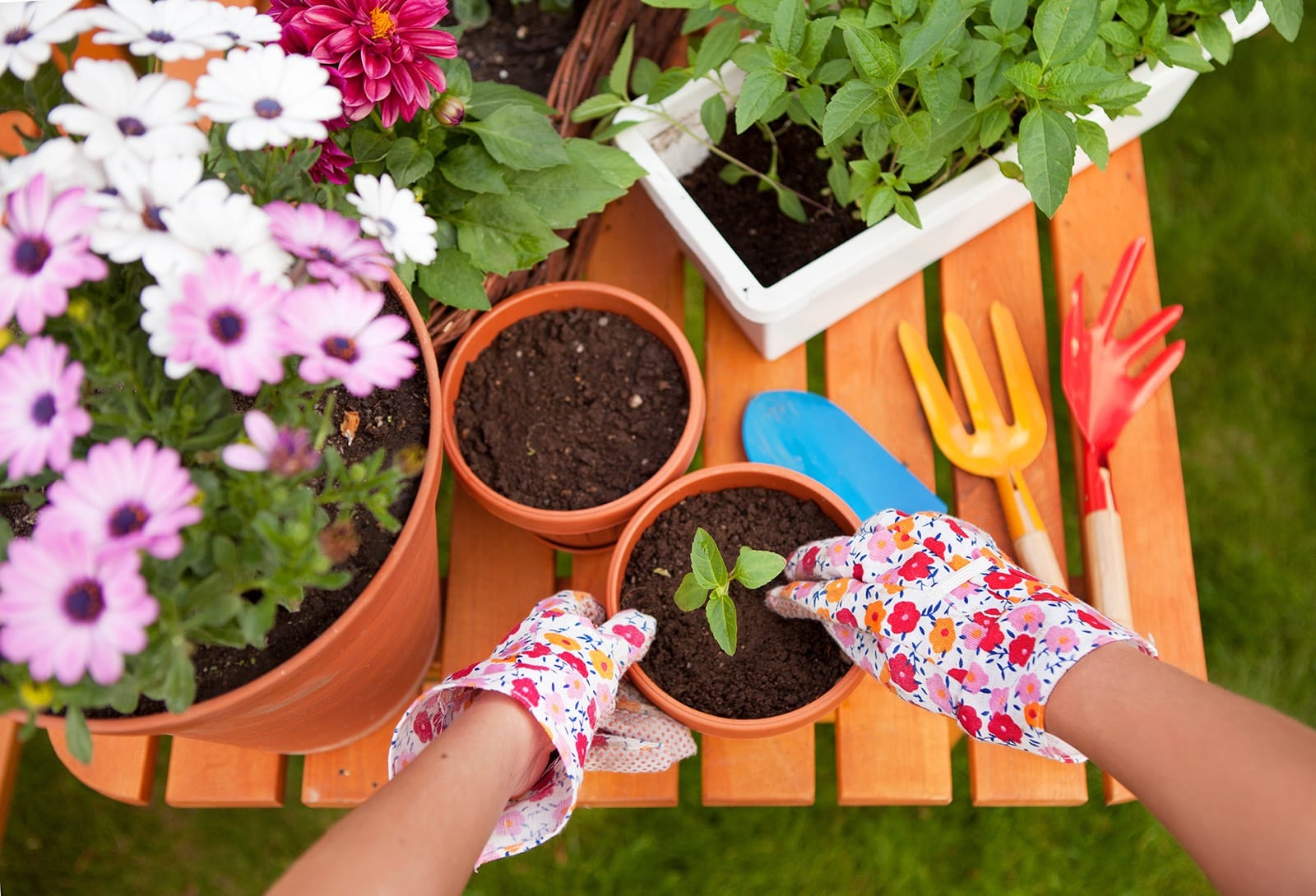 The Best Plants For Your Home